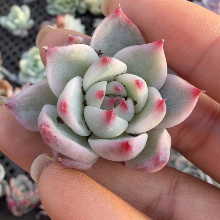 吉娃娃锦腹轮锦腹轮锦