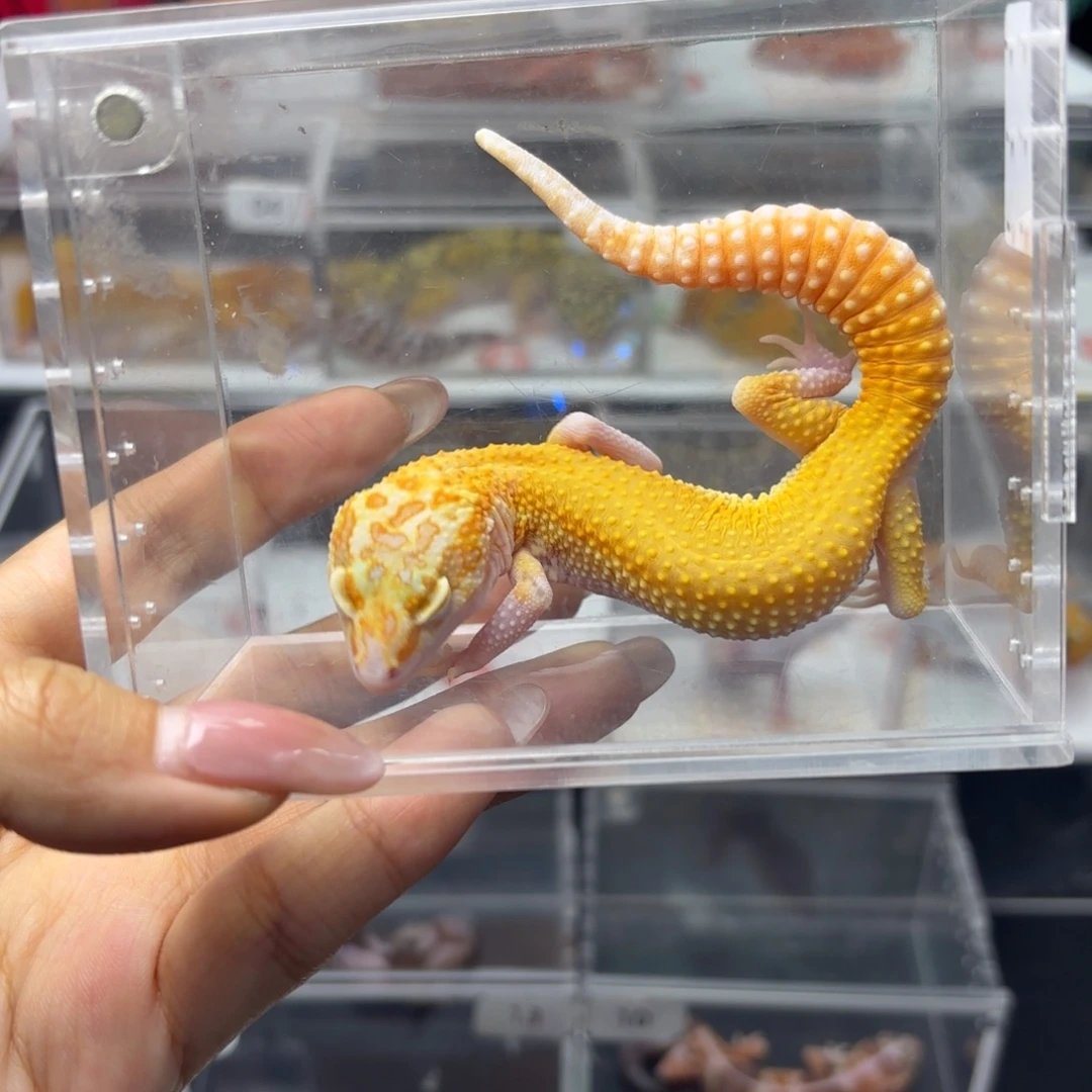 豹纹守宫无纹暴龙 妹妹 V019