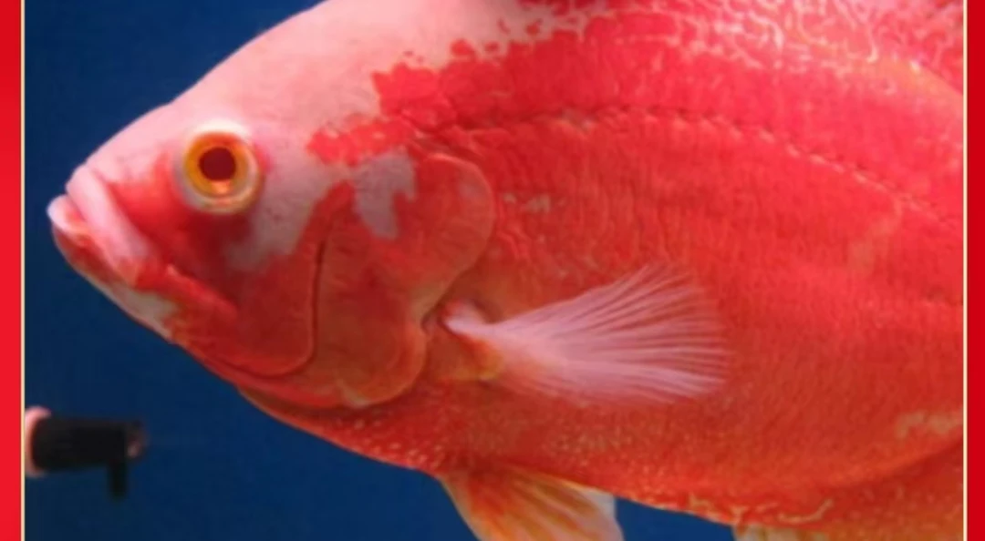 血地图猪仔活体大型热带彩虹观赏鱼