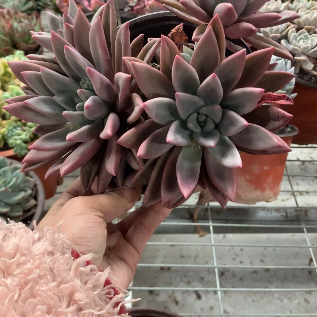 邹***鱼桃花源多肉植物