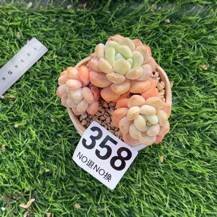 哎***哟A358美肉一物一拍9.9