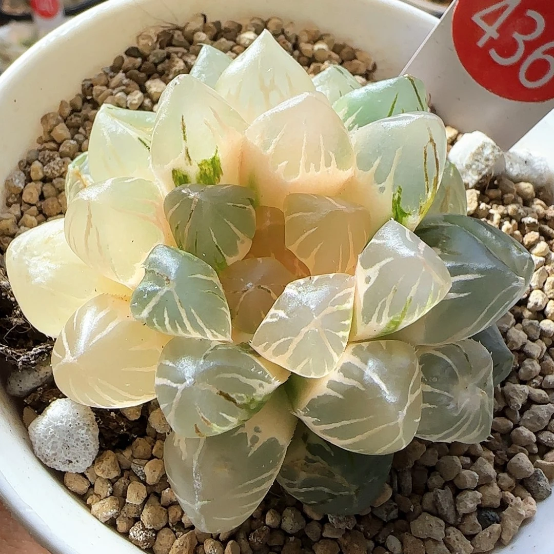 436号紫王玉露锦一物一拍带盆土