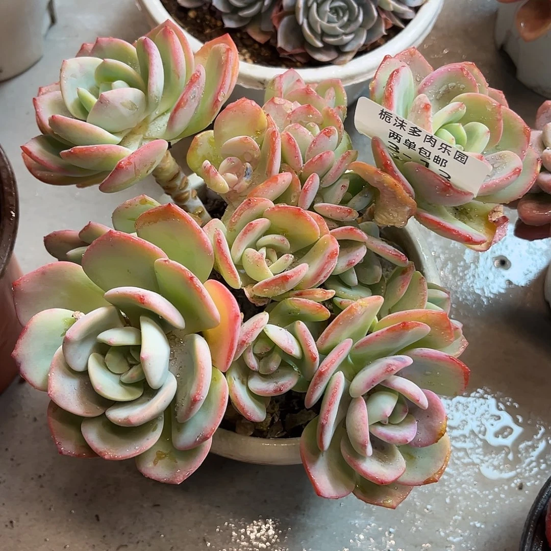 w***o3-13白月光多肉植物