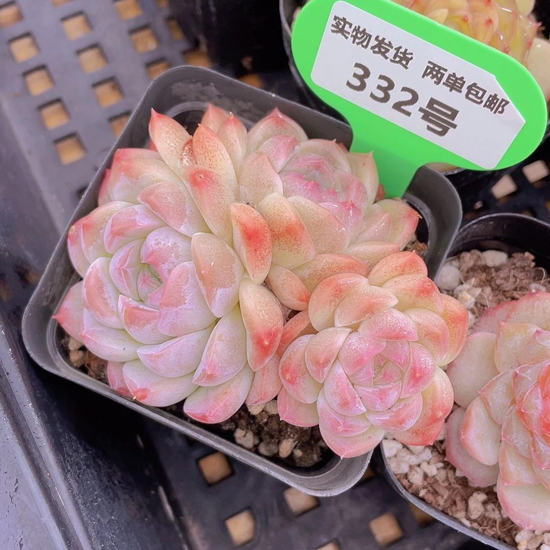 332号 白桃汽水群生一个