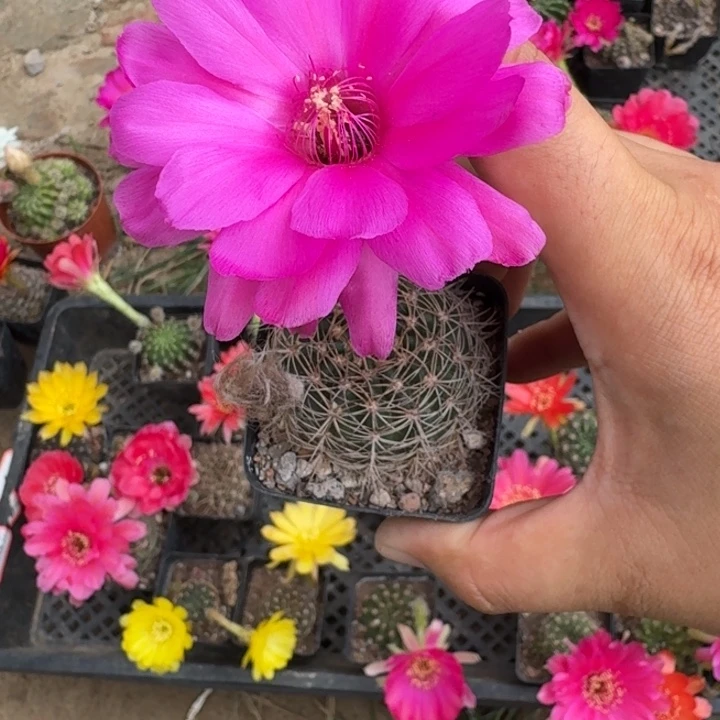 228丽花根掰花脱土发货瘦软