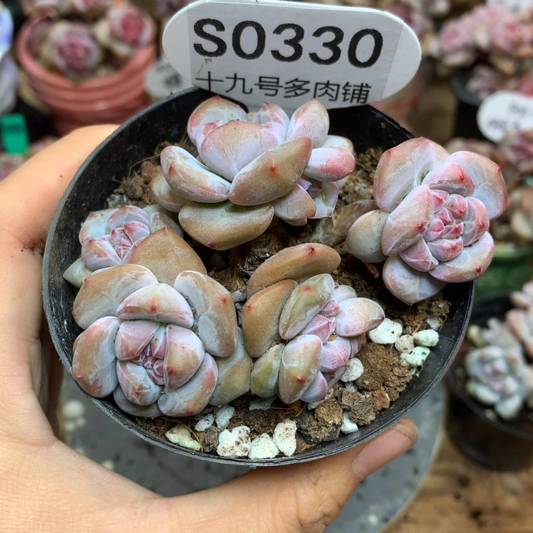 S0330 突尼斯小脸 模特同款