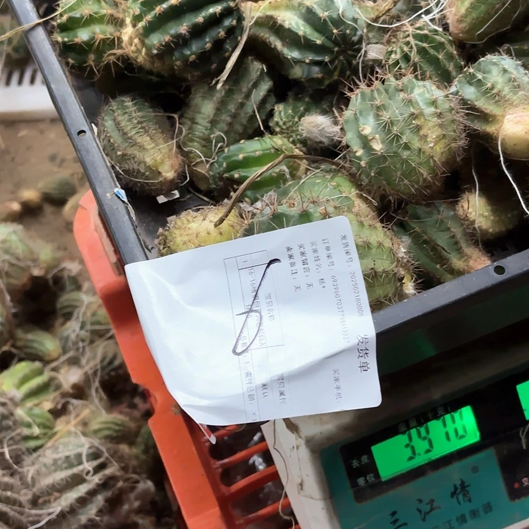 ?*意6 侧牙混品瑕痴无售后仙人球