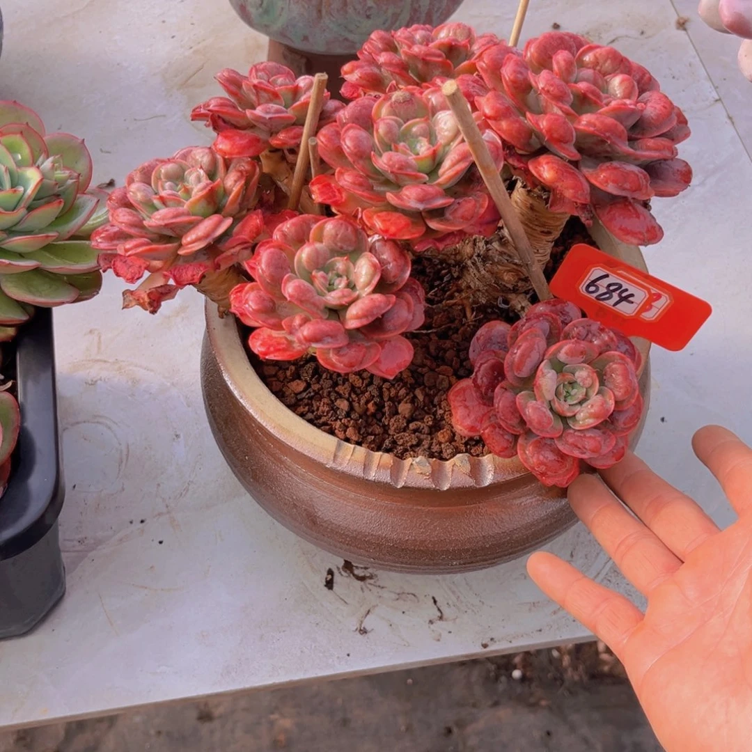 Ꮺ****¾雨滴684多肉植物