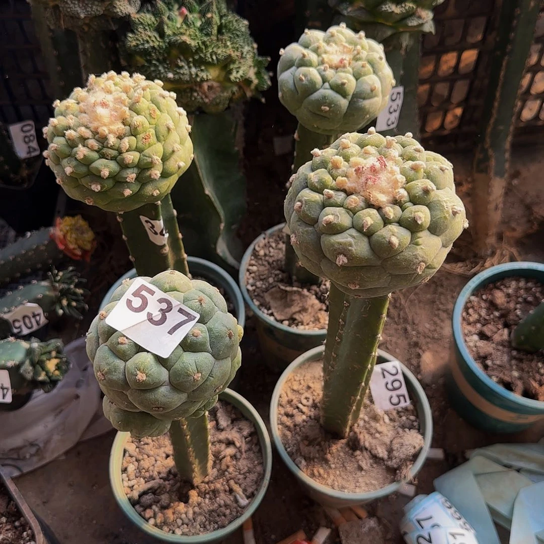 莲*大尤仙537仙人球