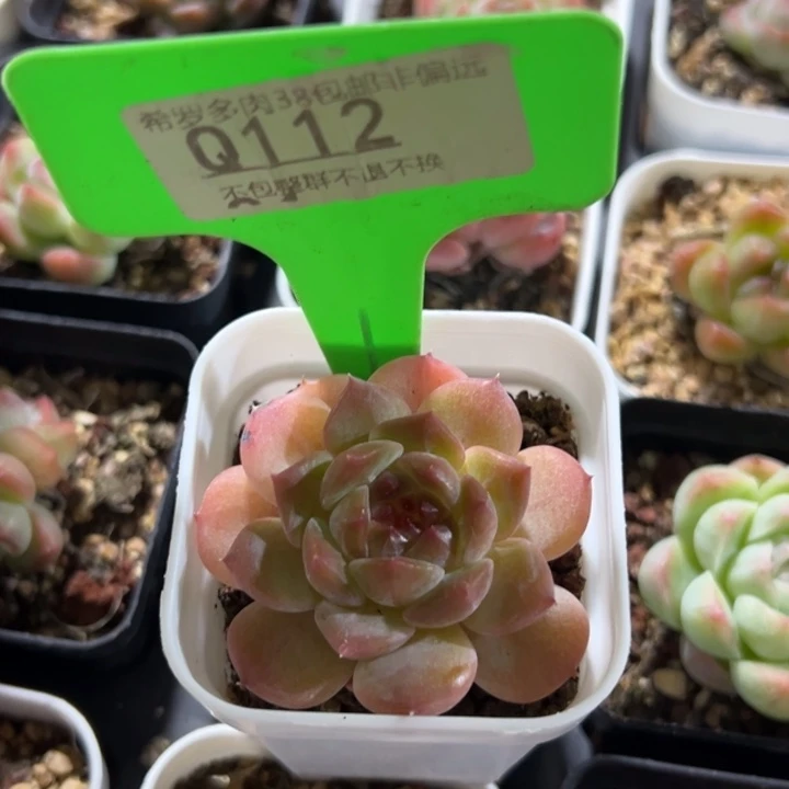 钻石冰魄5cm多肉植物
