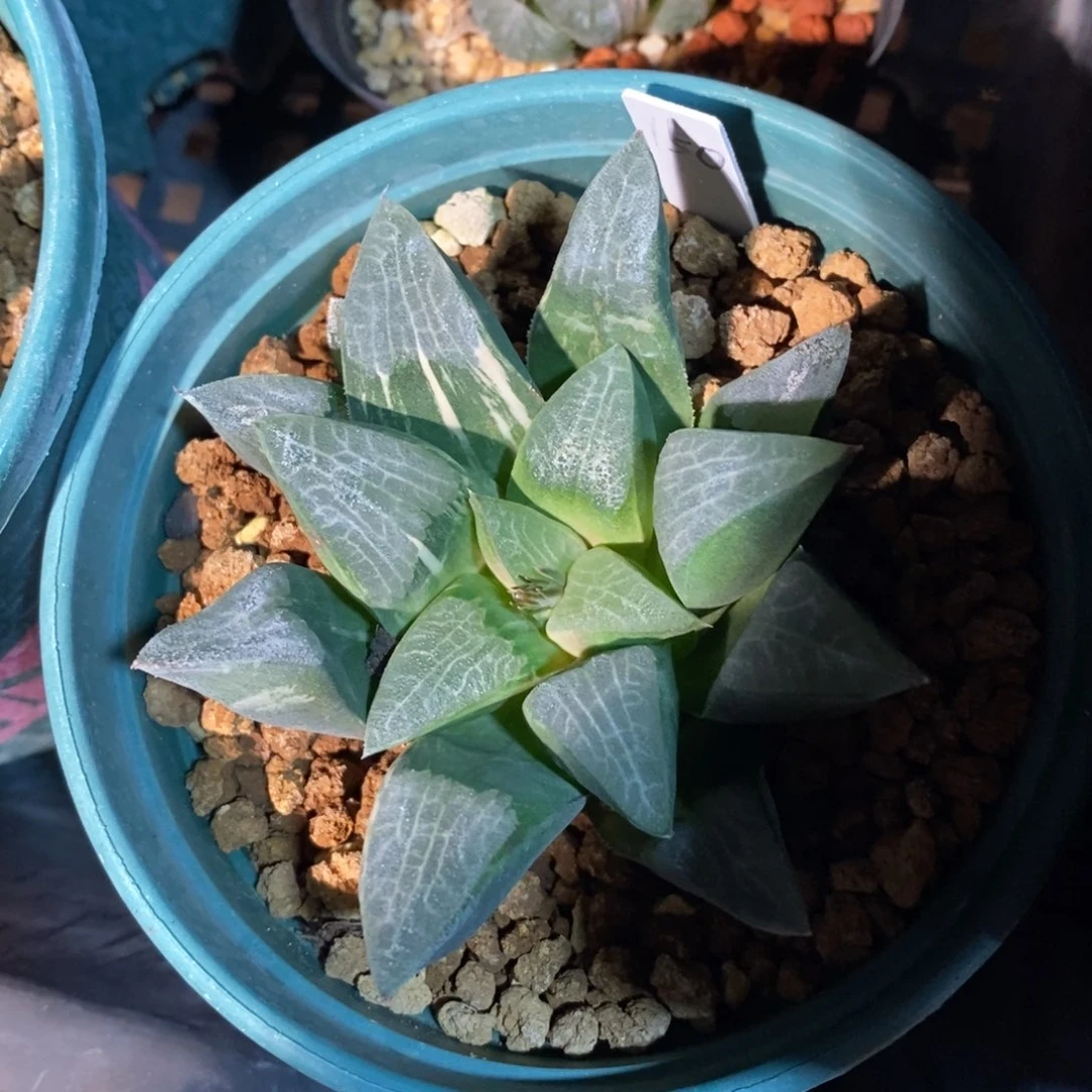 一颗实生大克锦