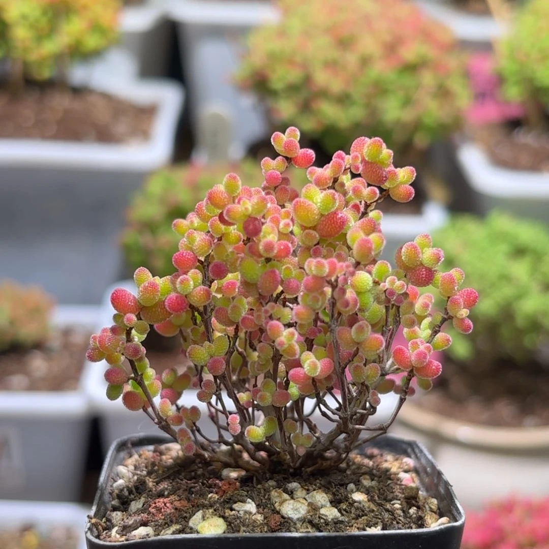 枝干番杏蜜橘G185