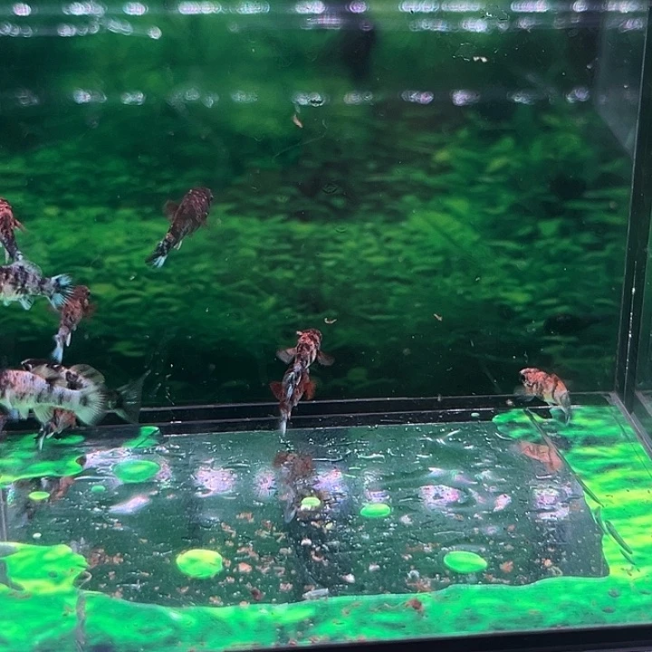 孔雀鱼精品橙头老虎玛丽球苗5条