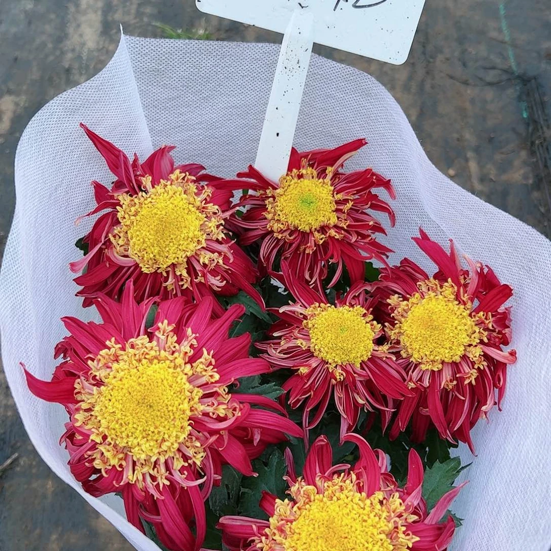 完全开放托贵1642