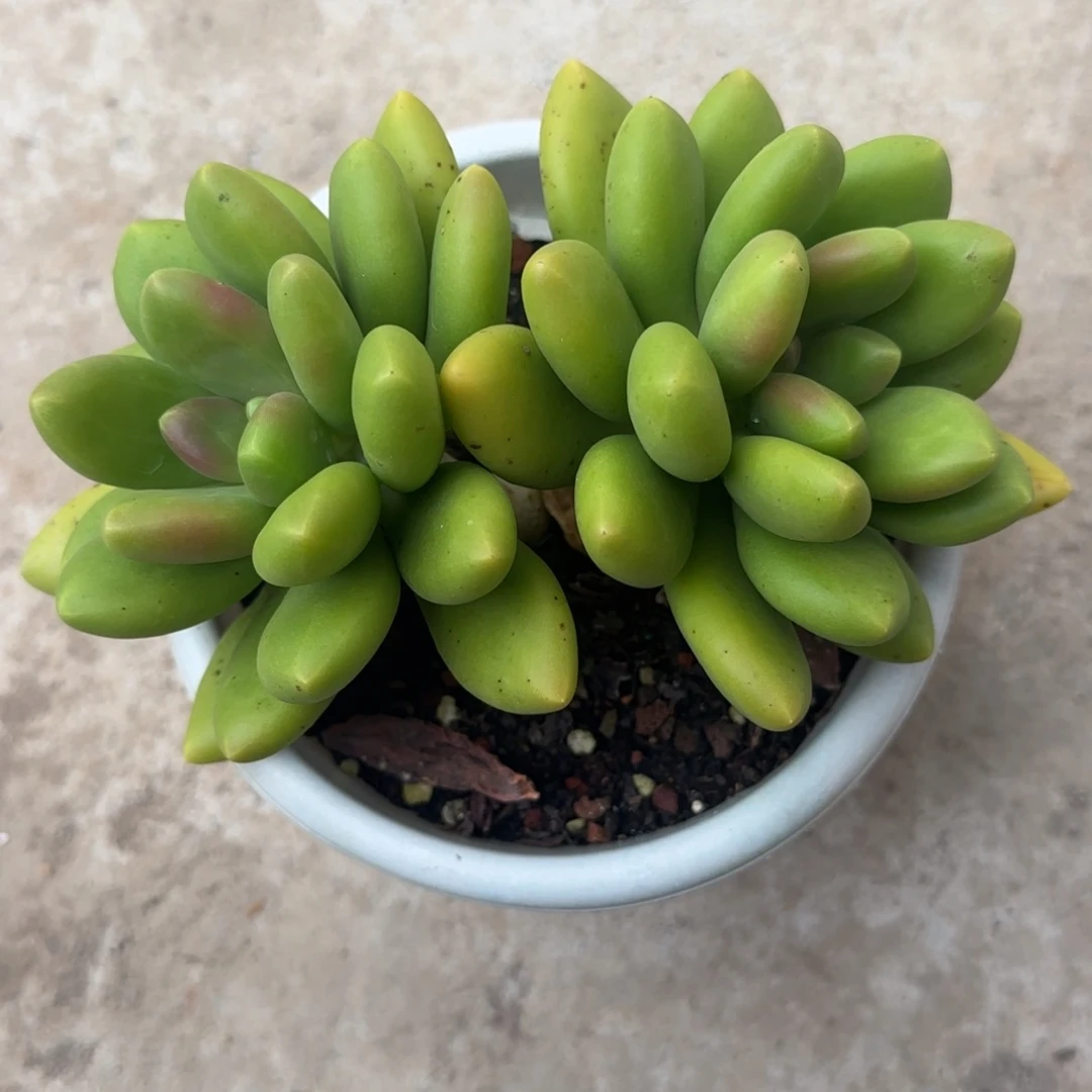 多肉植物一物一拍