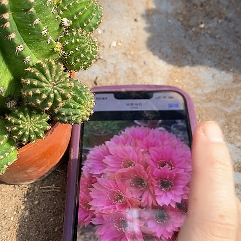 蜜桃仙人球，2568999