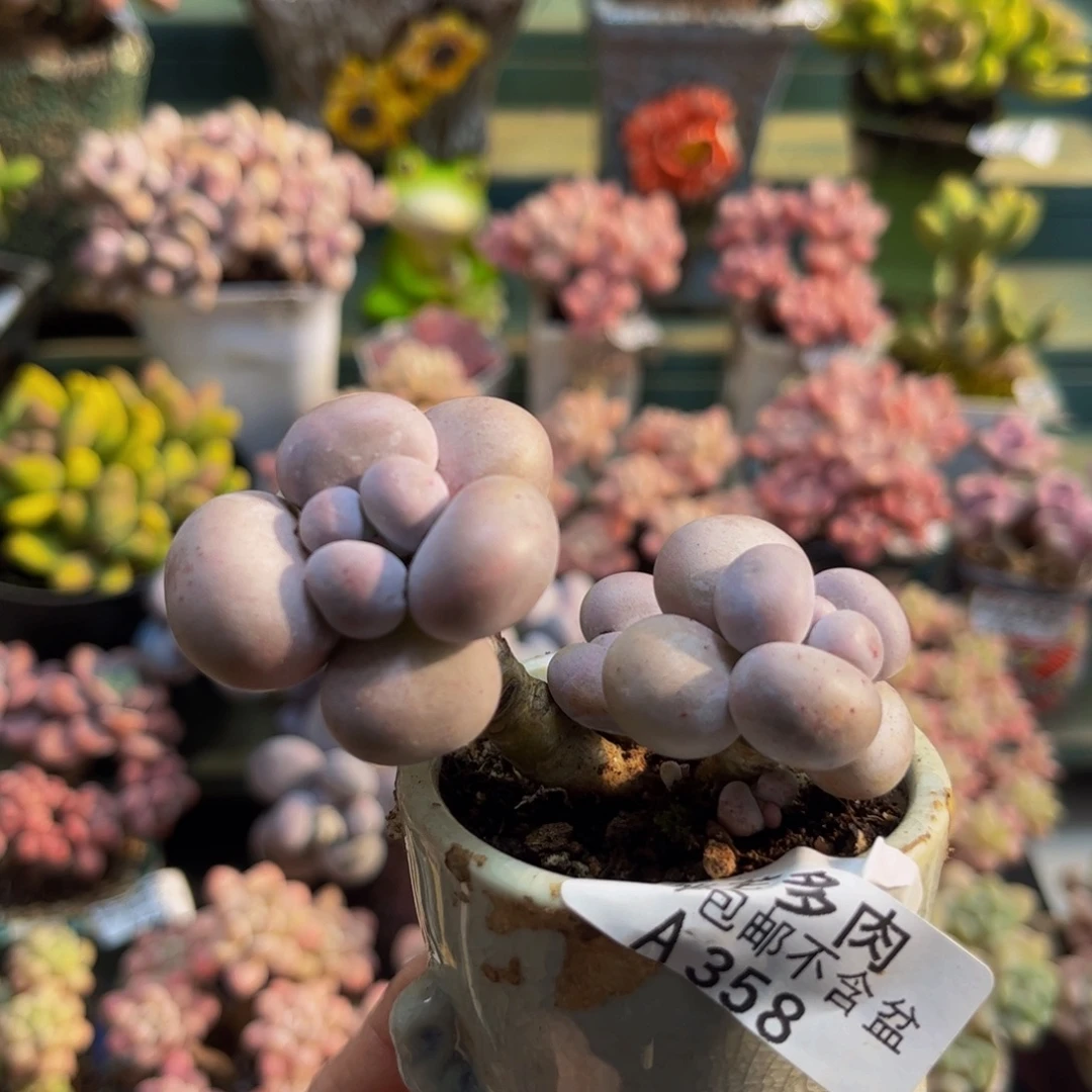 358芭比奶酪6cm多肉