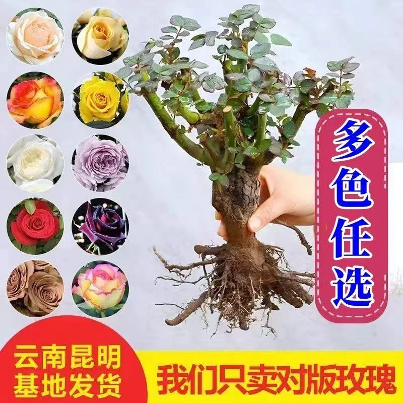 【精品】云南玫瑰老桩精品四季开花盆栽易养活