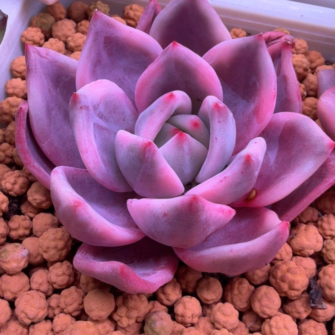 酒红香槟锦 多肉植物锦