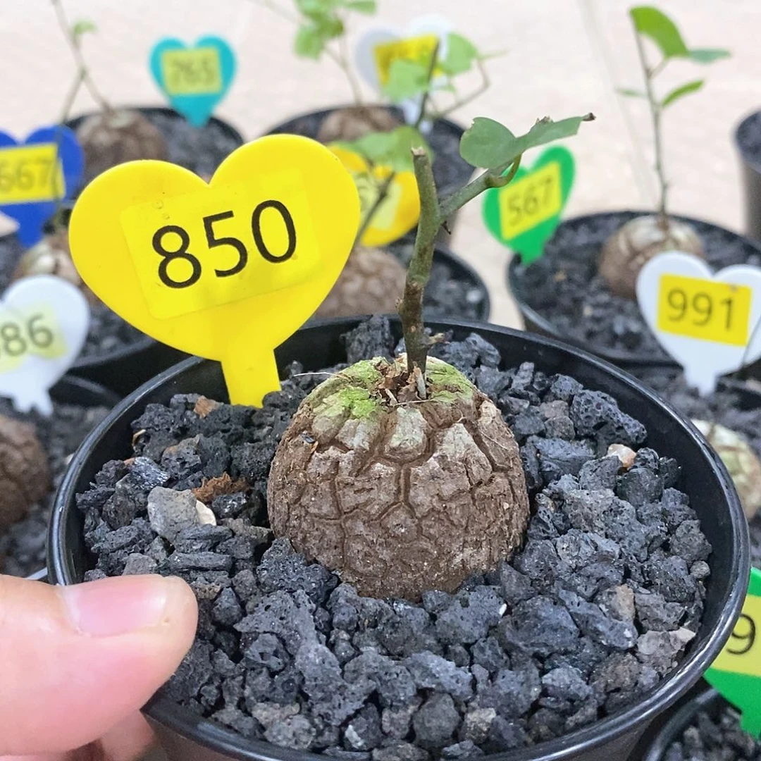 南非龟甲龙龟甲龙