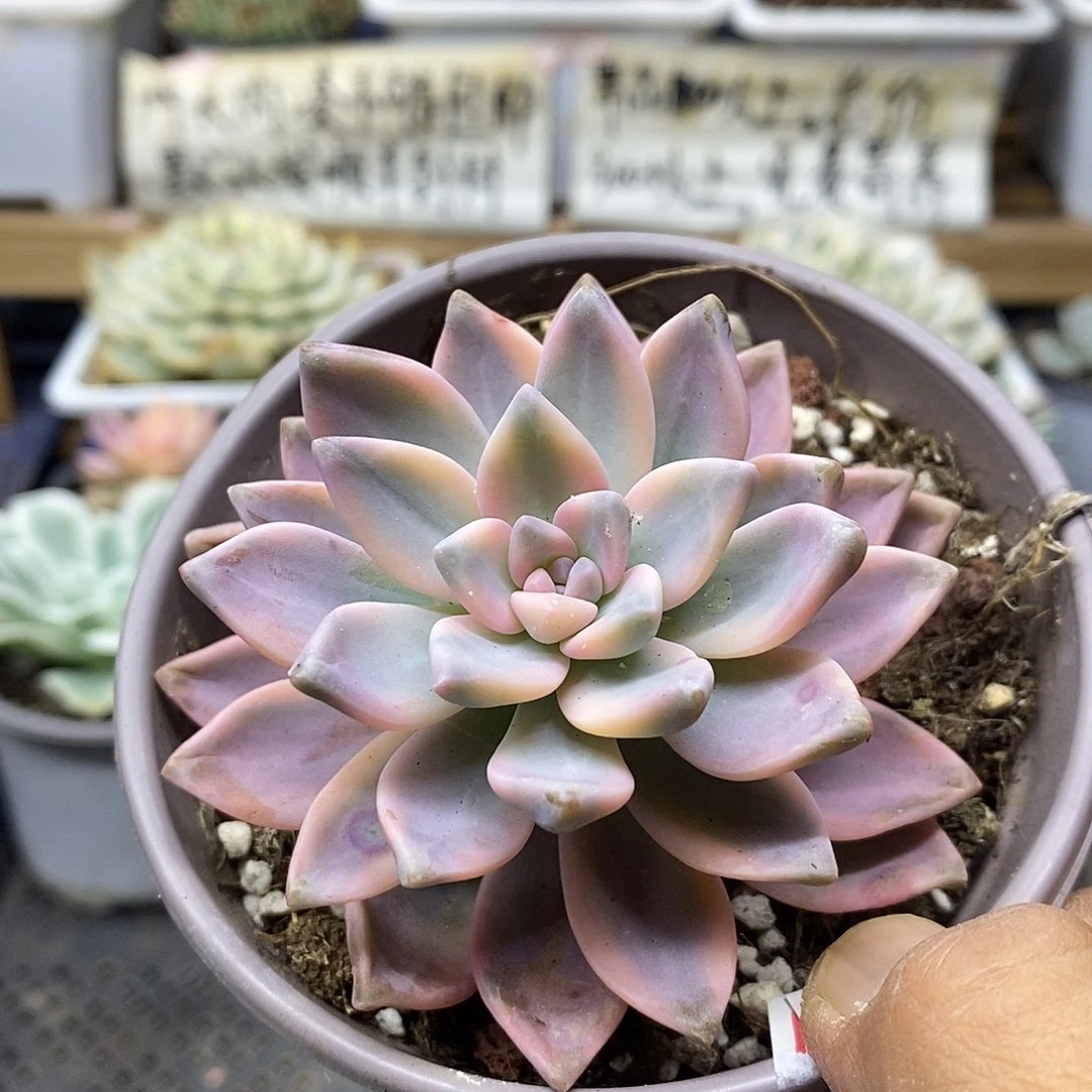 3037 淡雪锦多肉