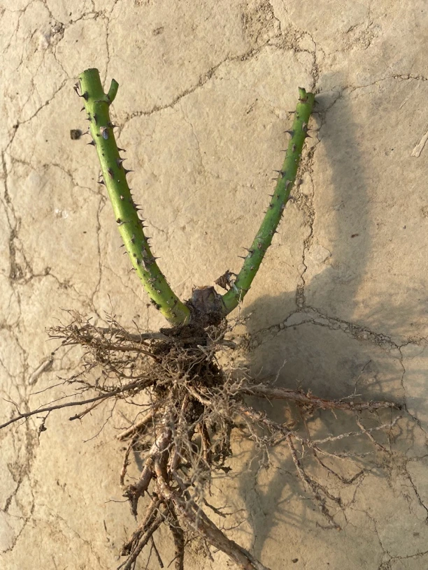 红玫瑰苗10棵卡罗拉