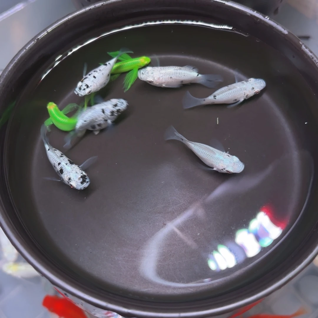 孔雀鱼奶牛玛丽球5➕1备损 斑马2条