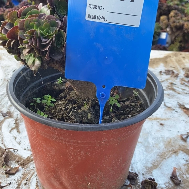N***aH307欧紫缀化老桩