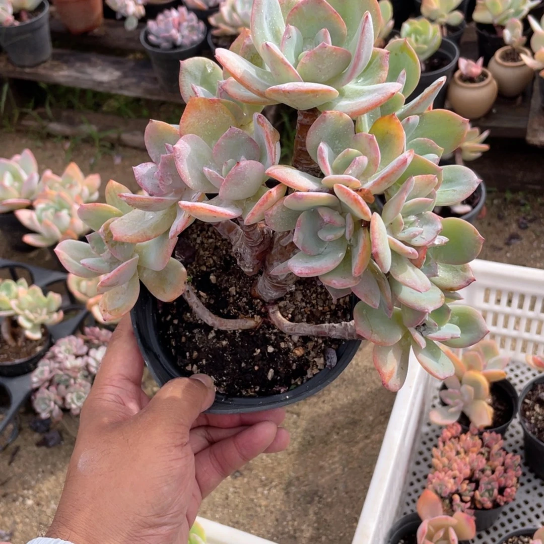 是***吖2411  白凤  六月六