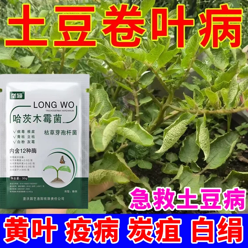 土豆卷叶病专用肥料马铃薯卷叶早疫黄叶炭疽病白绢病急救专用肥料