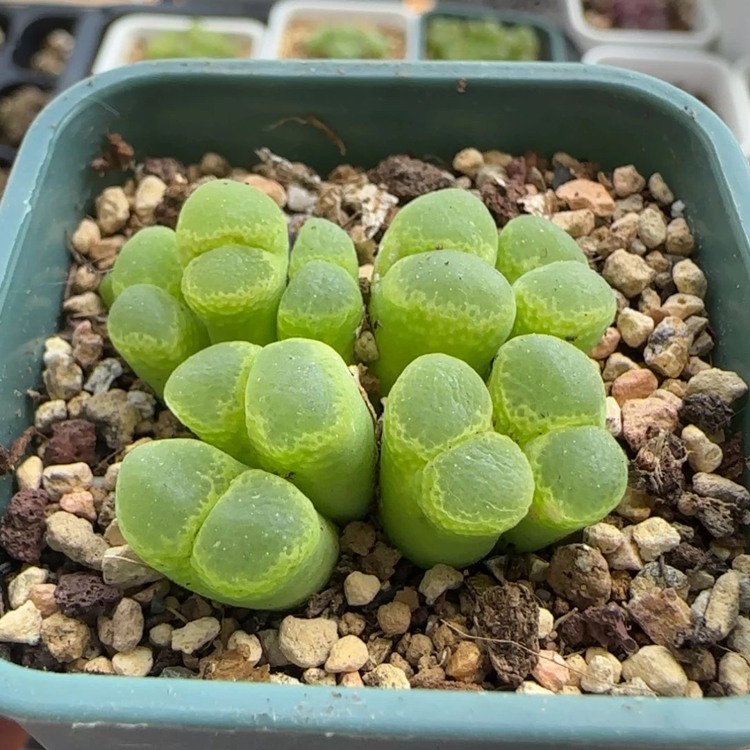 K***a6064 大白多肉植物园