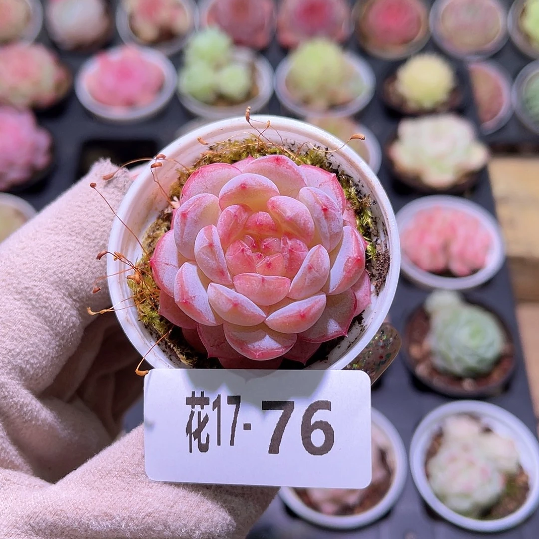 花利美17-76雪颜玉