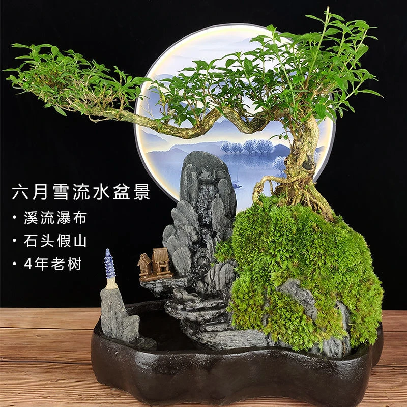 流水版六月雪山水盆景花卉盆栽植物室内假山绿植客厅老树桩小造景