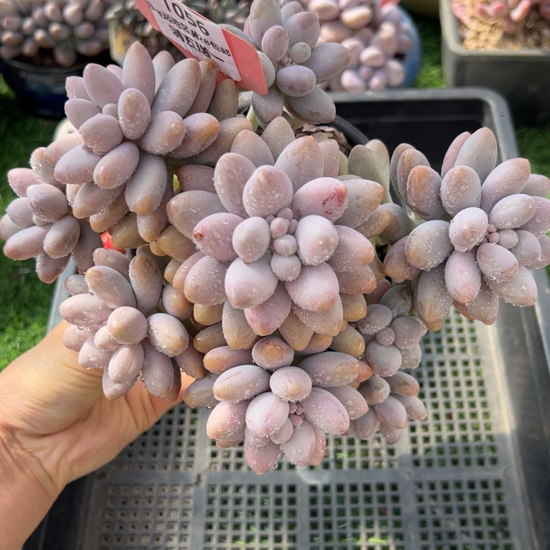 表妹精品多肉植物1056.