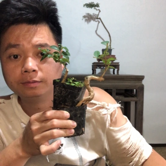 无花朵盆景素材盆栽植物