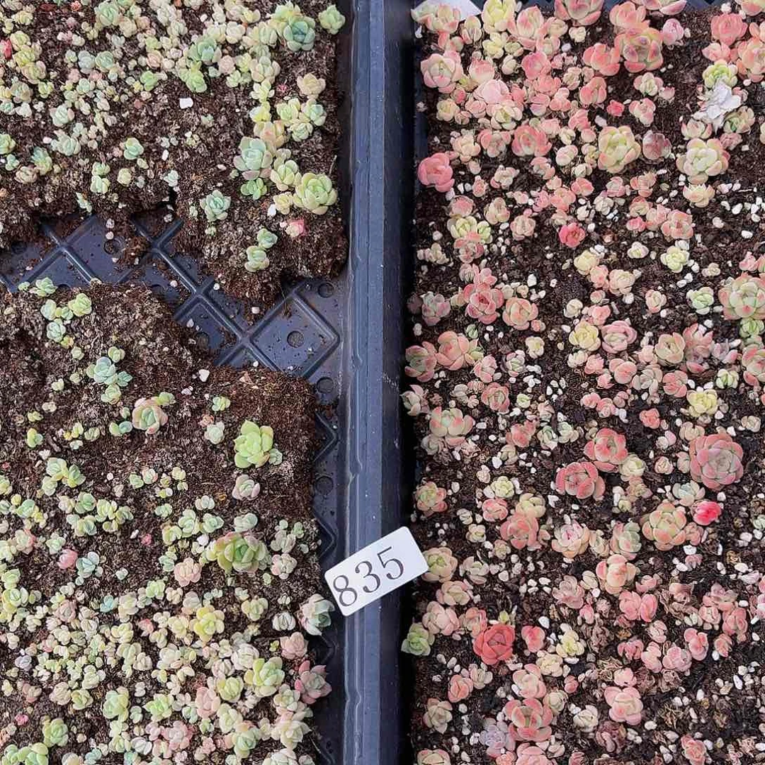 多肉植物多肉植物835
