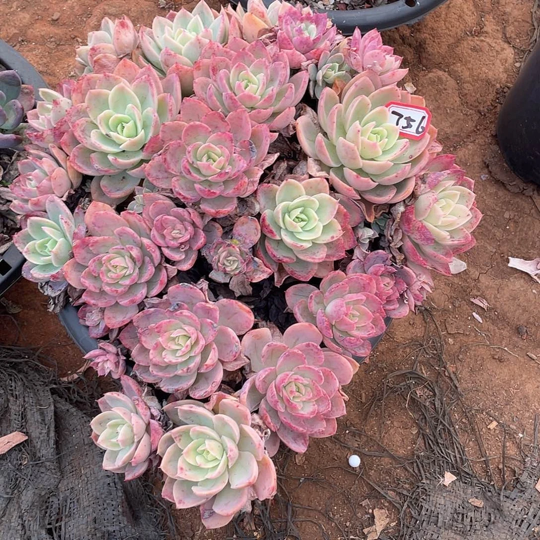 756丝绸 一物一拍多肉