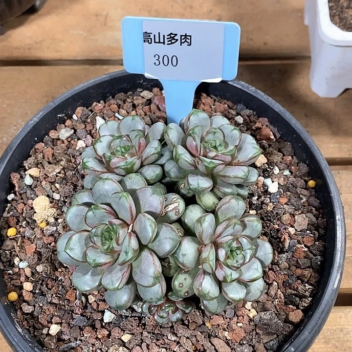 300-直播福利 葡萄