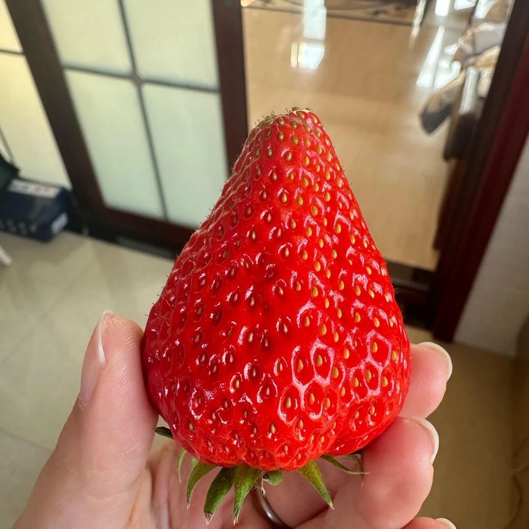 开播福利原盆原土妙七适合南北方室内阳台种植