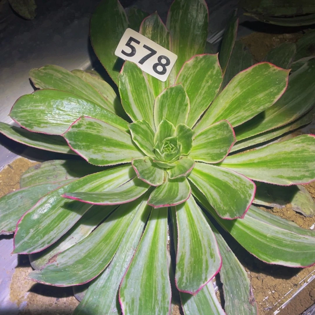 白帝城多肉植物578