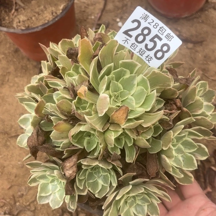 浣纱多肉植物2858