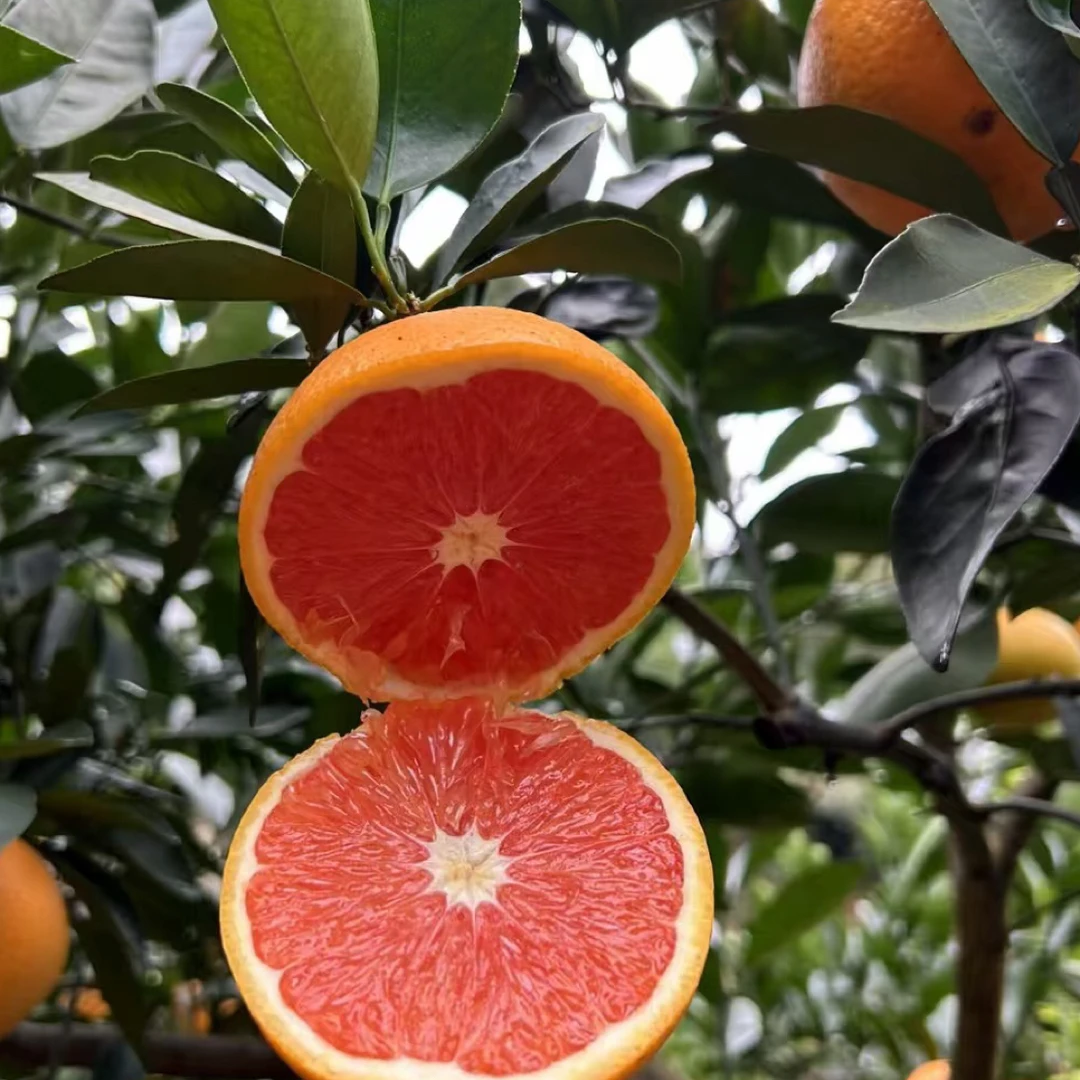 【V嘉精选】卡拉红肉蜜橙两份四斤左右