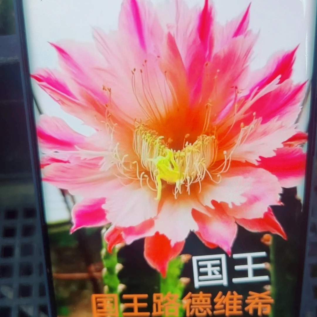 下23毛国王斑点歪无根侧芽4公分左右20包邮