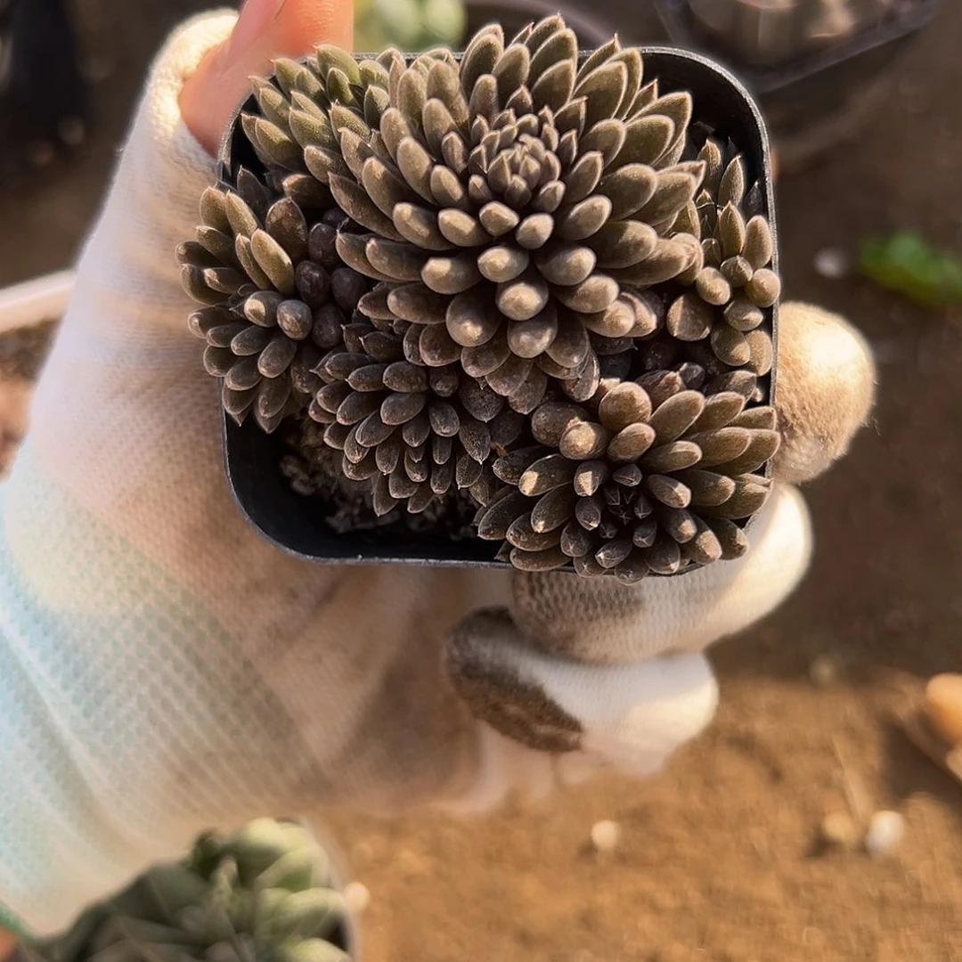 颠石莲杜呃呃呃呃呃呃呃