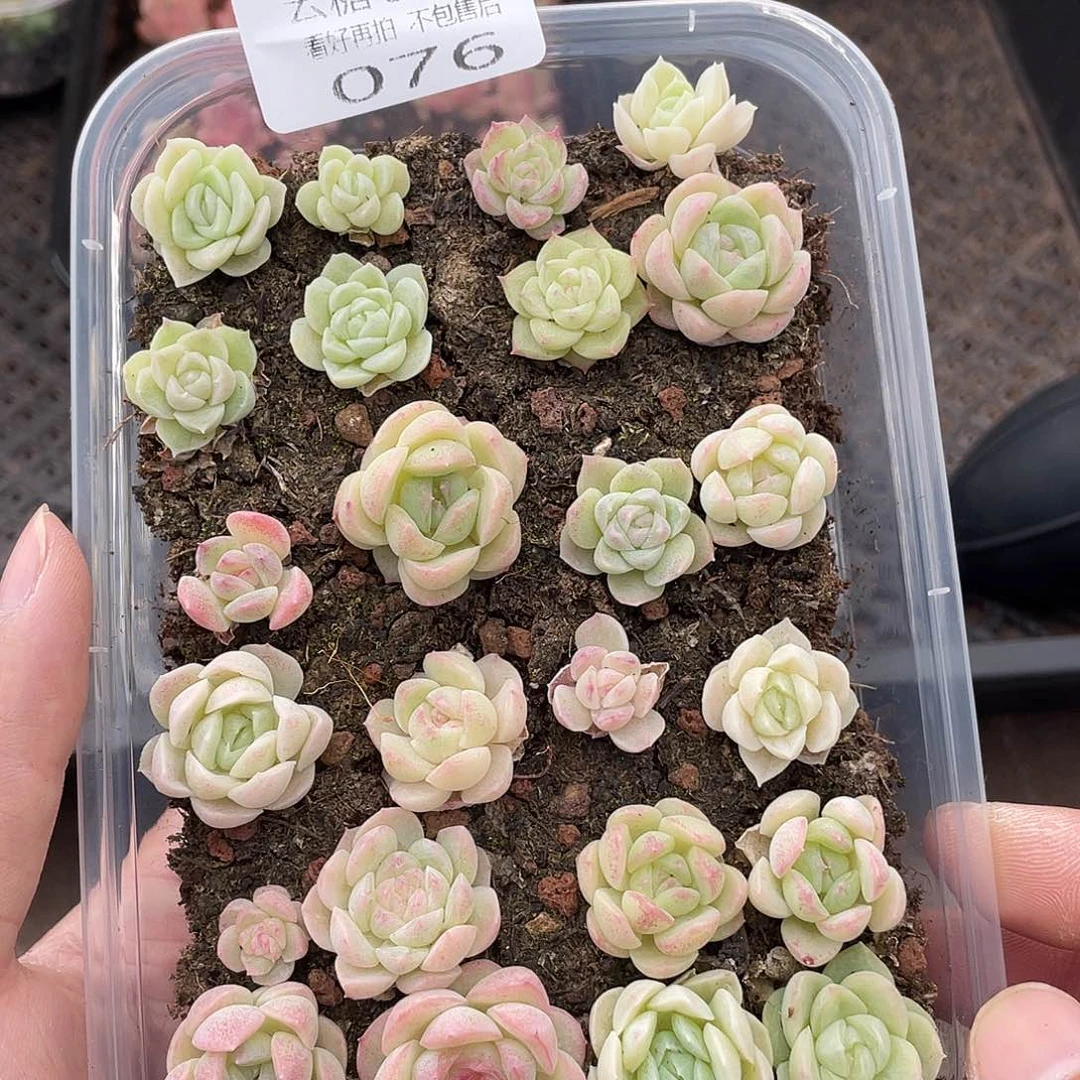 云糖心多肉植物76
