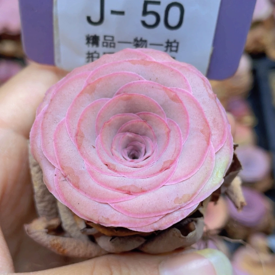 山地玫瑰J50满38包邮裸根发货