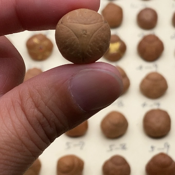 凤眼菩提手串龙眼