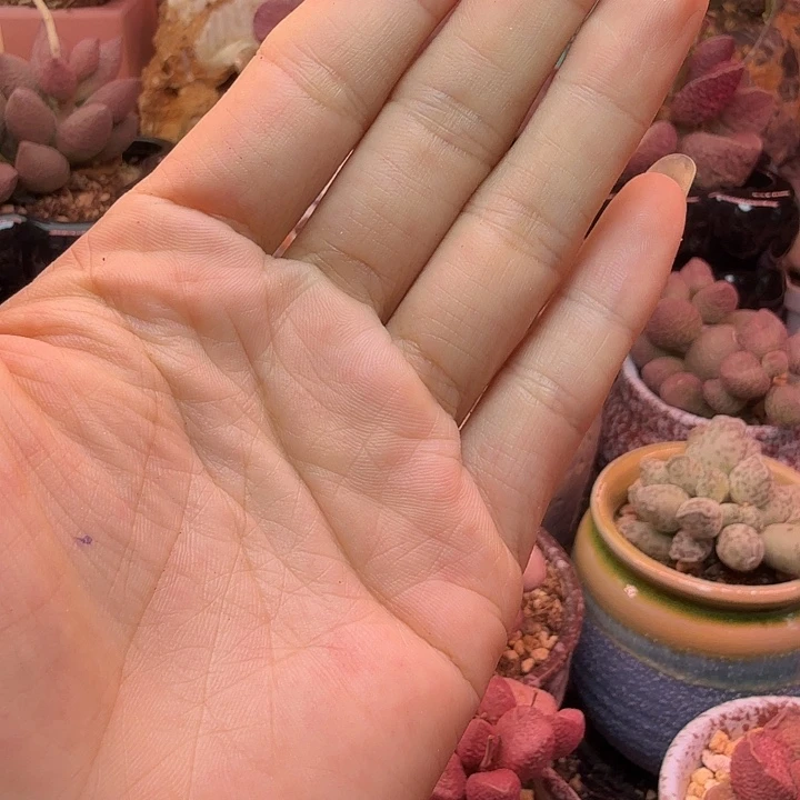 白***虎水蜜桃的颜色真的好好