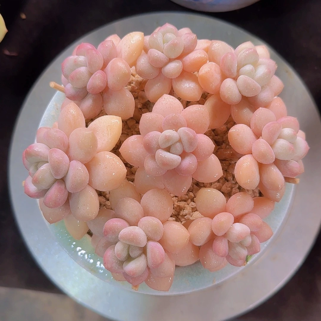 泡泡糖多肉一物一拍