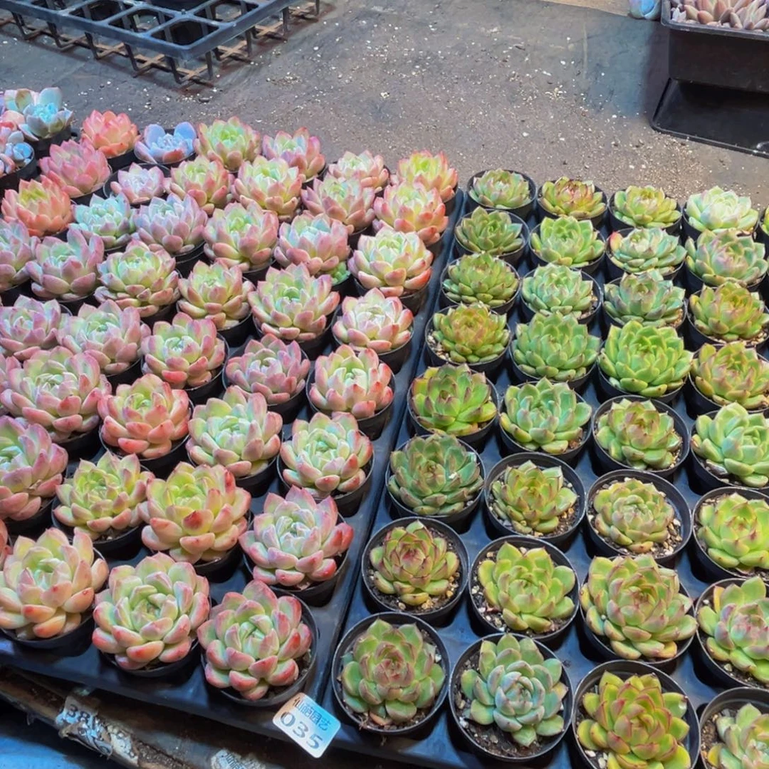 小****035多肉植物的生长发育规律及
